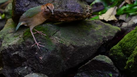 La-Pitta-De-Nuca-Oxidada-Es-Un-Ave-Confiada-Que-Se-Encuentra-En-Hábitats-De-Bosques-Montañosos-De-Gran-Altura,-Hay-Muchos-Lugares-En-Tailandia-Para-Encontrar-Esta-Ave