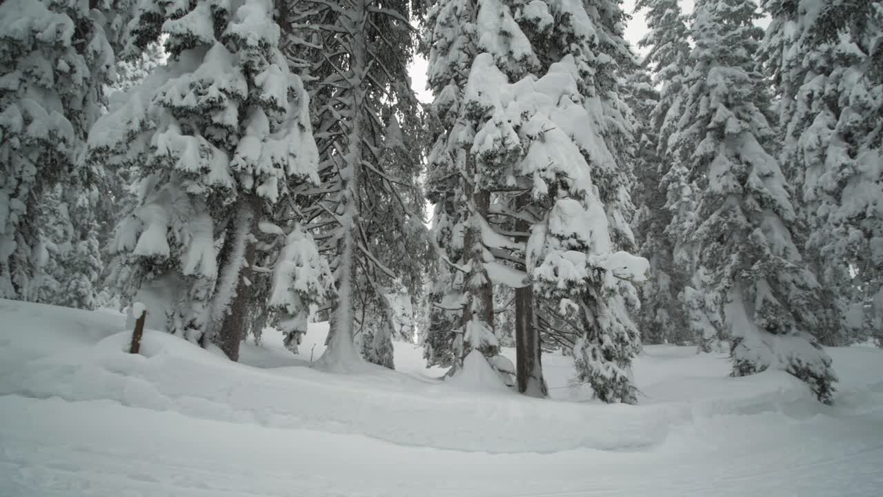 camino cubierto de nieve y árboles en un bosque de invierno con señales de senderos, tiro panorámico