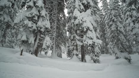 Snow-covered-path-and-trees-in-a-winter-forest-with-trail-signs,-panning-shot