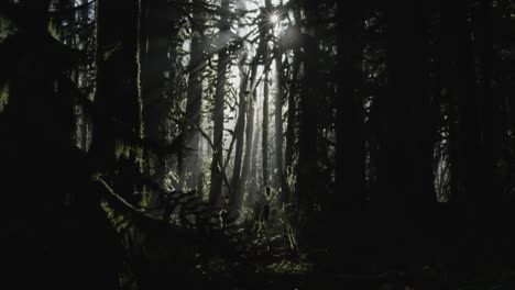 Una-Inclinación-Hacia-Arriba-Para-Revelar-Haces-De-Luz-En-Un-Bosque-Oscuro-En-Columbia-Británica