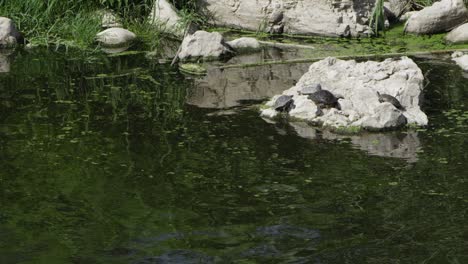 the lake water in nature