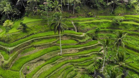 beautiful tegallalang rice terraces on bali, indonesia