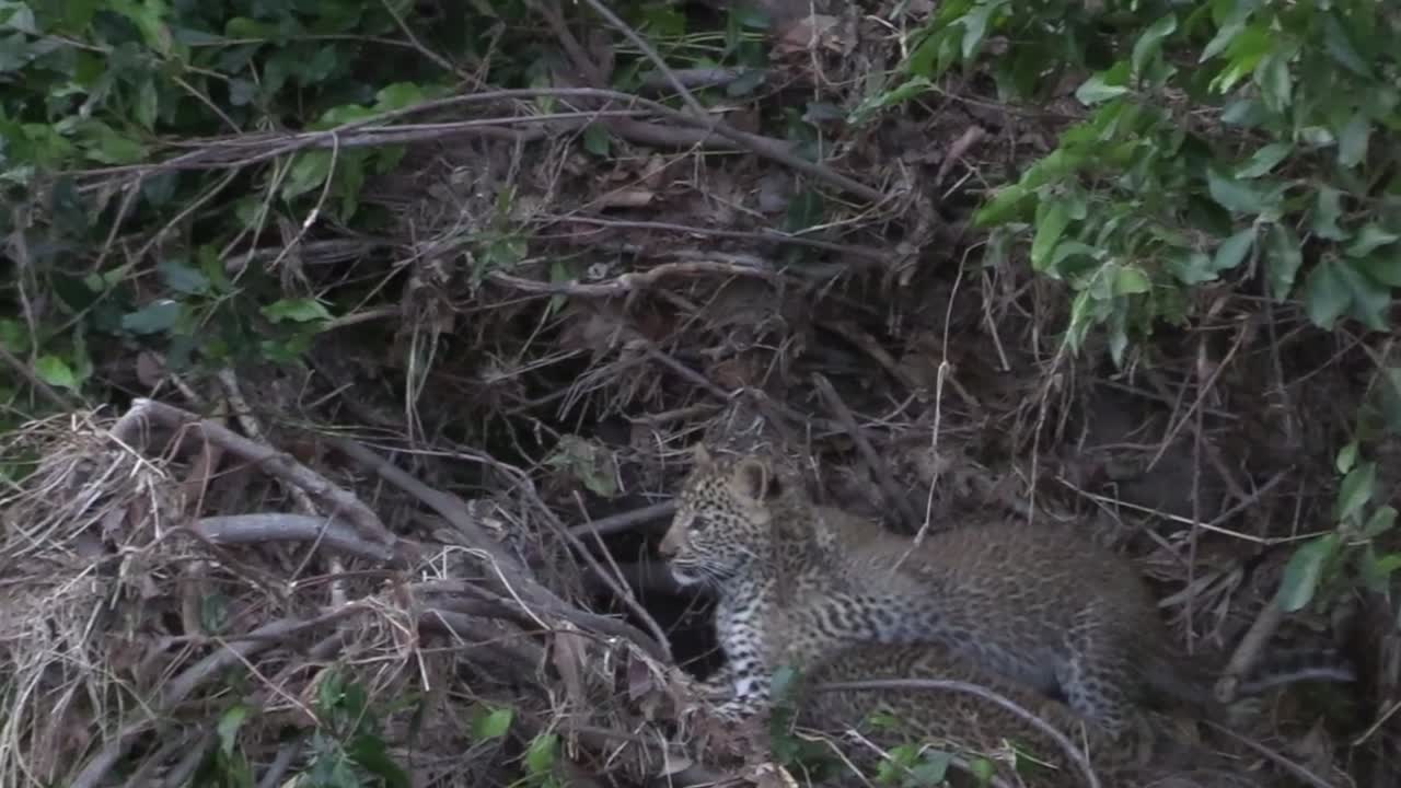 dos lindos cachorros de leopardo diminutos luchando y jugando peleando, masai mara