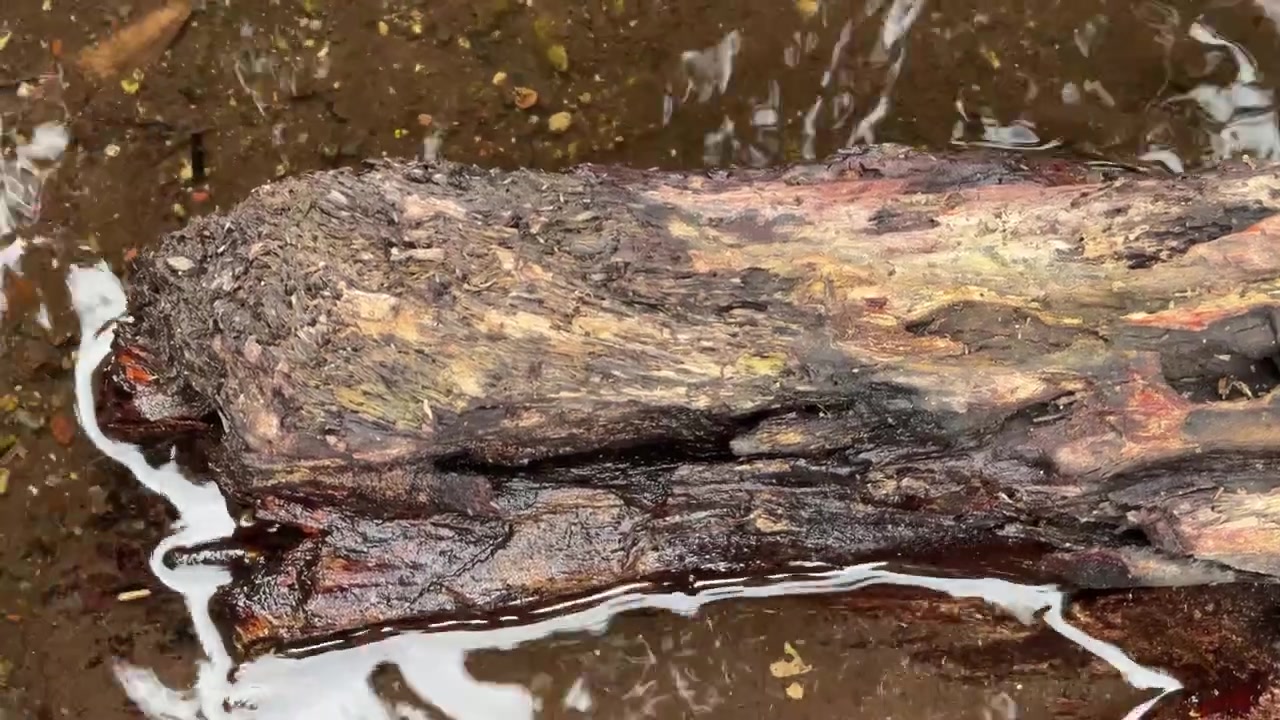 Acqua che scorre su un pezzo di legno galleggiante in un ruscello