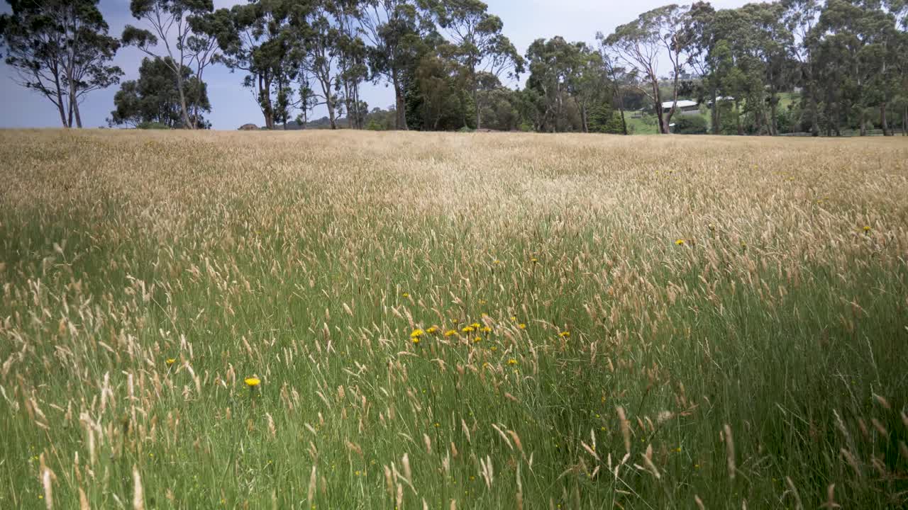 el viento que sopla a través de la hierba alta en un potrero en la zona rural de victoria, australia