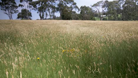 El-Viento-Que-Sopla-A-Través-De-La-Hierba-Alta-En-Un-Potrero-En-La-Zona-Rural-De-Victoria,-Australia