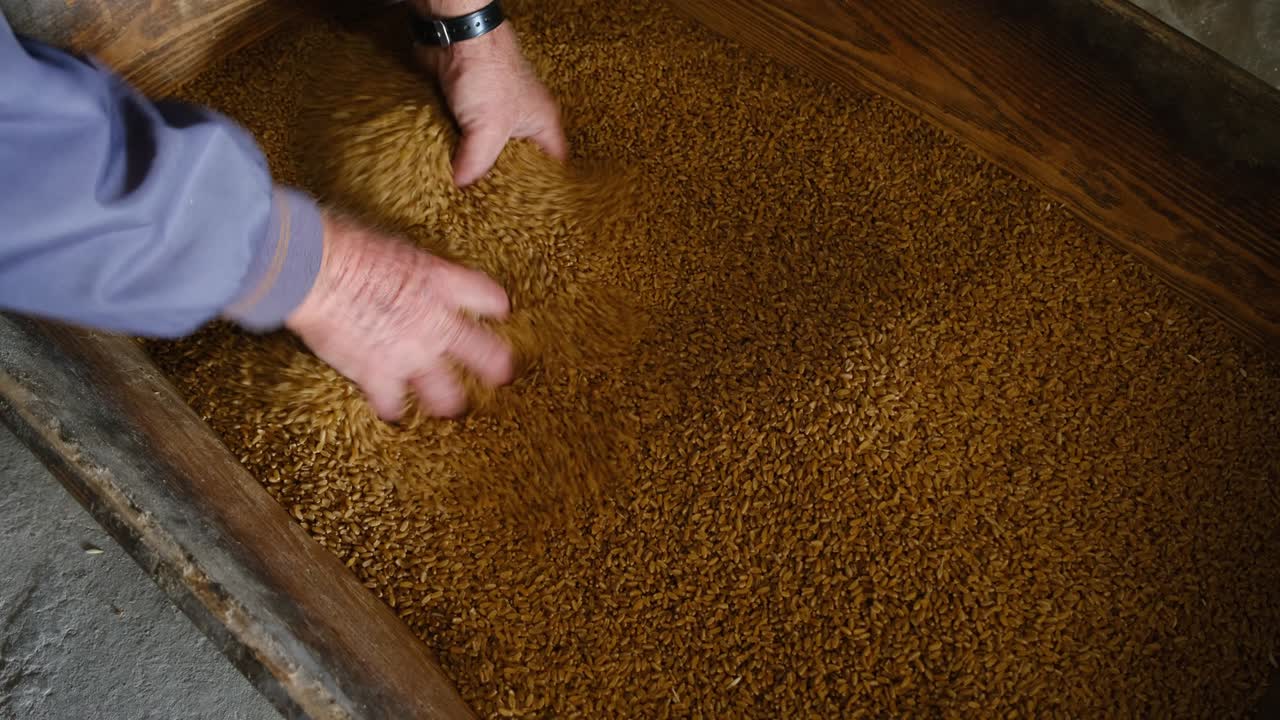 un granjero chequea los granos de trigo que cosecha con sus manos.