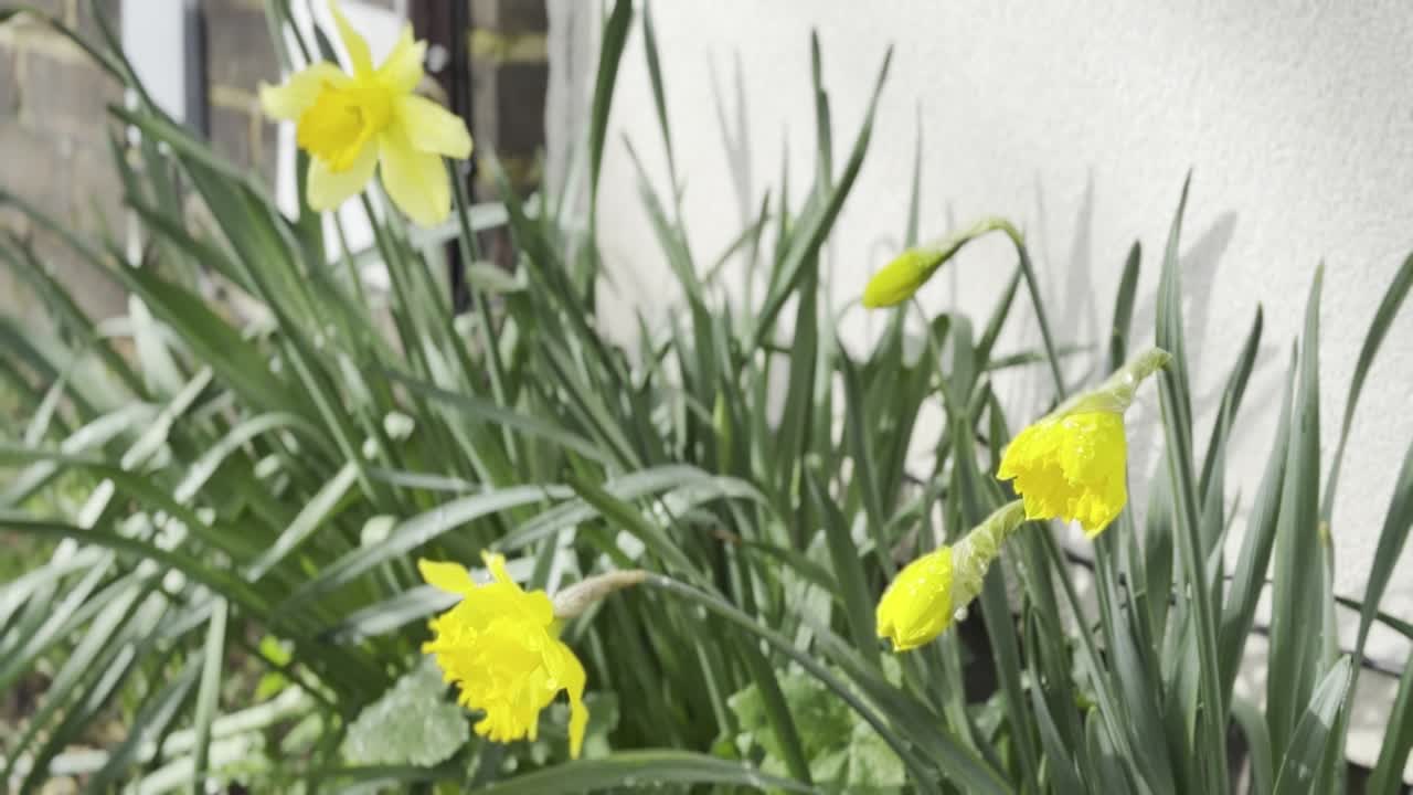 Narcisos Amarelos Florescendo ao Lado da Parede de uma Casa Residencial no Final do Inverno
