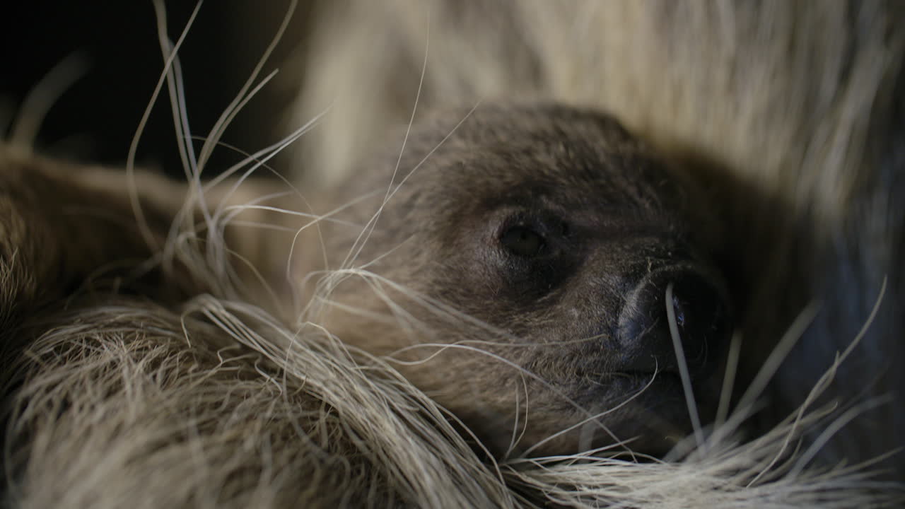 Newly Born Baby Sloth Close Up High Detail Free Stock Video Footage  Download Clips