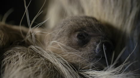 newly born baby sloth close up high detail