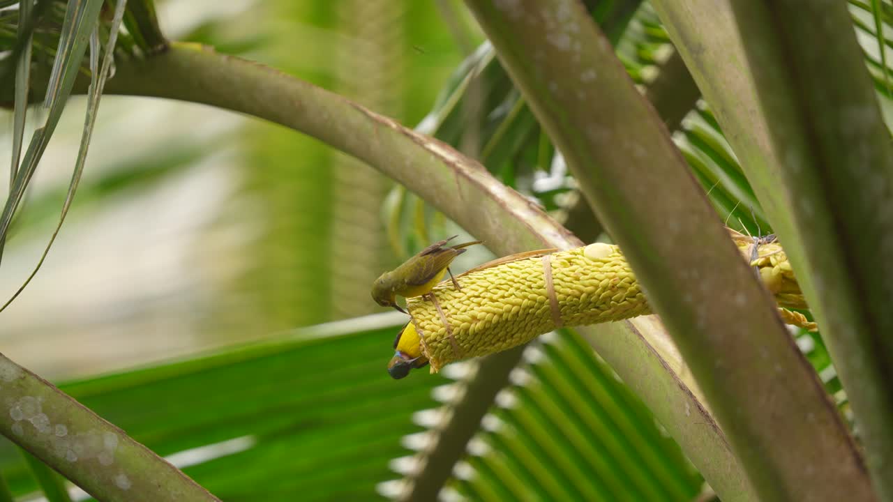 The brown-throated sunbird (Anthreptes malacensis), also known as the plain-throated sunbird, is a species of bird in the family Nectariniidae perching on coconut tree