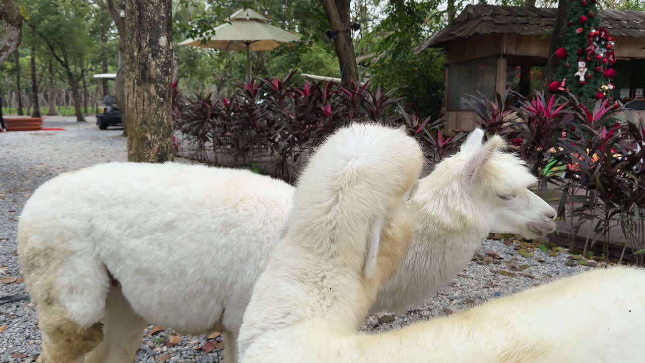 Lama kijkt naar de camera en draait zich dan om naar een andere lama in de tuin