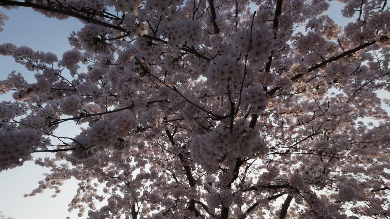 Cherry Blossoms in Full Bloom