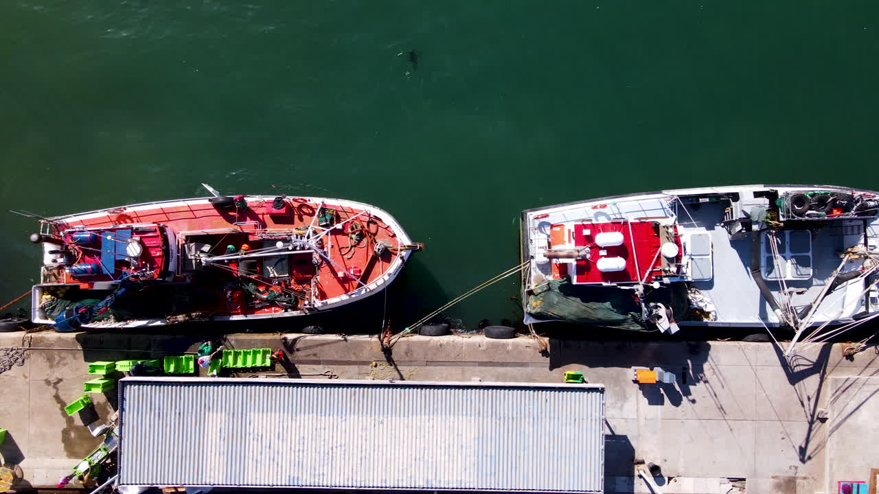 la foca nada junto a los barcos de pesca amarrados en el nuevo puerto de hermanus, aire sobre la cabeza