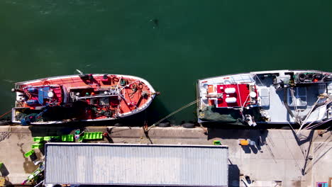 Seal-swims-next-to-moored-fishing-boats-at-Hermanus-New-Harbour,-aerial-overhead