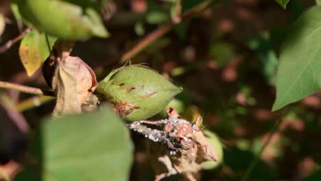 green immature boll of upland cotton plant in sunlight