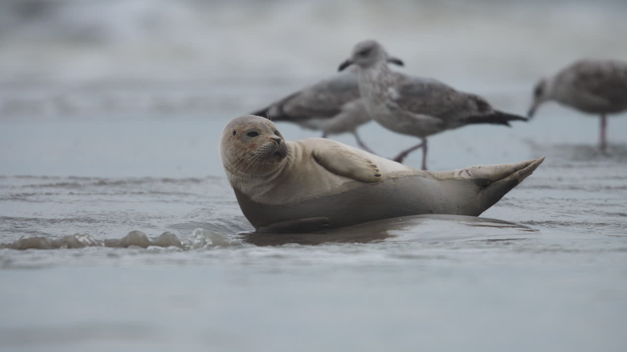 모래 에서 휴식을 취하는 해파리 새끼, 겨울, 바가, 네덜란드, 느린 동작 클로즈업