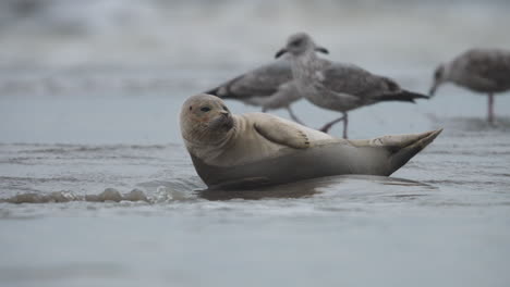 seal pup relaxing on sandbank, winter, ocean shore, netherlands, slow motion close up