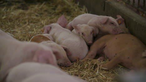 pigs piglets on livestock farm 15