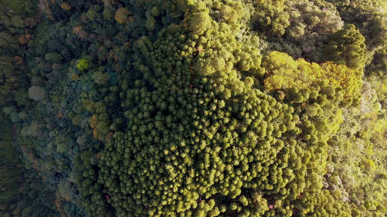 Vista aérea con dron de un bosque verde, perfecto para fondos de video de naturaleza.