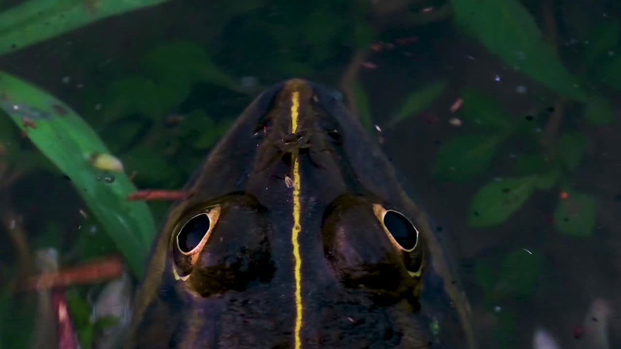 Overhead shot of frogs head in the pond, small bug landing on her head