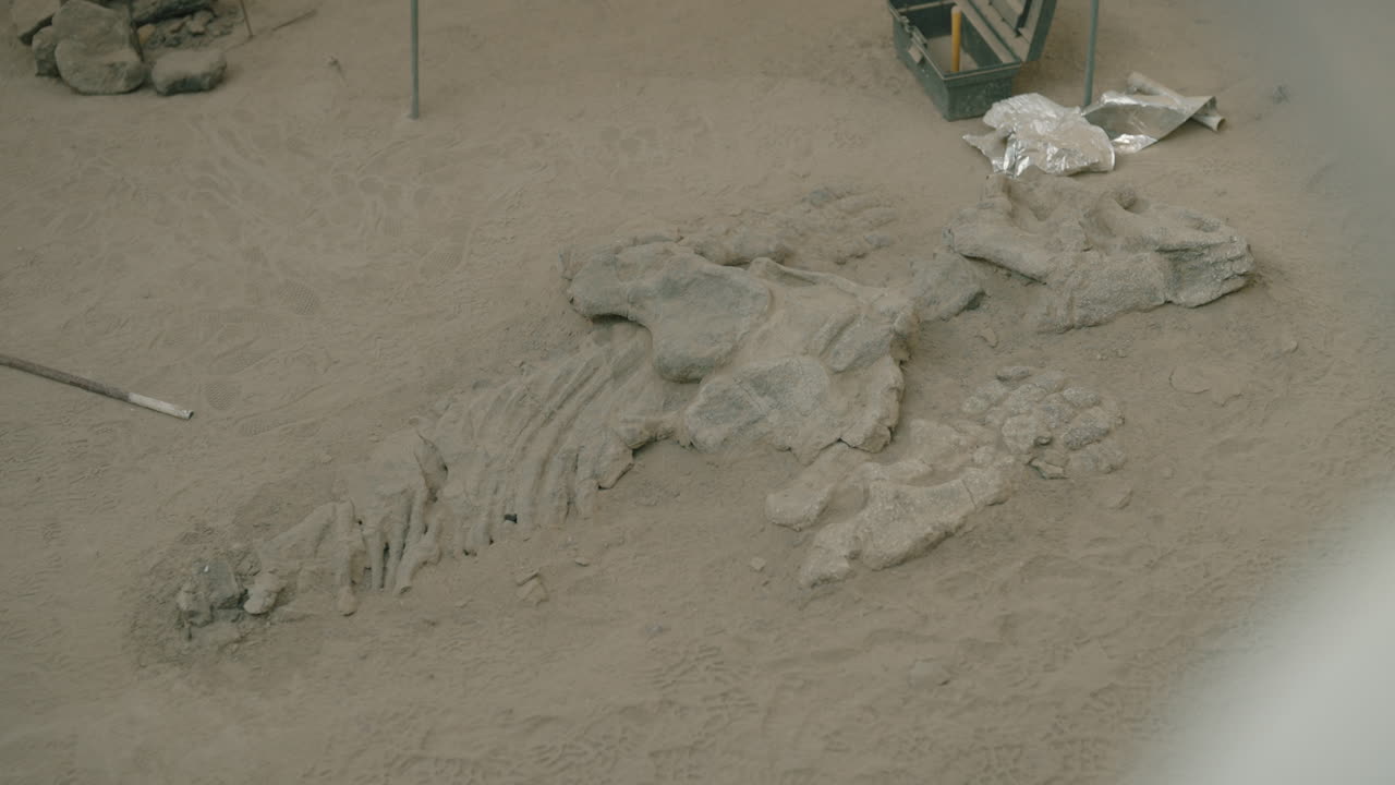 Dinosaur fossils exposed during paleontological excavation at Ischigualasto Provincial Park in San Juan Argentina