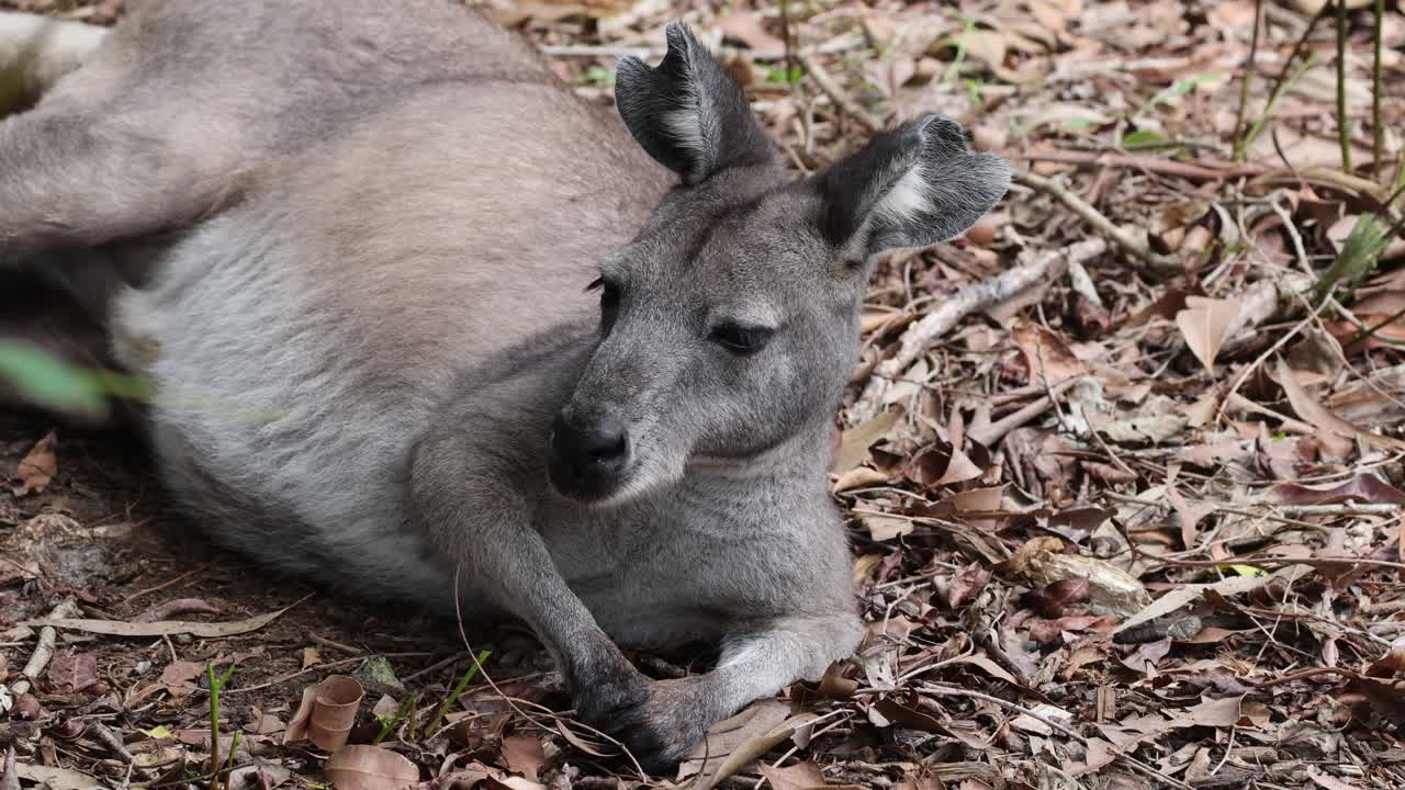 un canguro tendido en el suelo del bosque