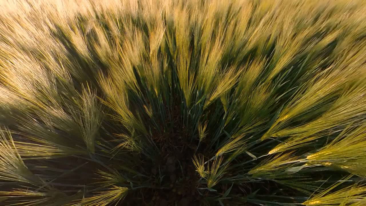 agricultura de cereales campos de cultivos iluminados por el amanecer