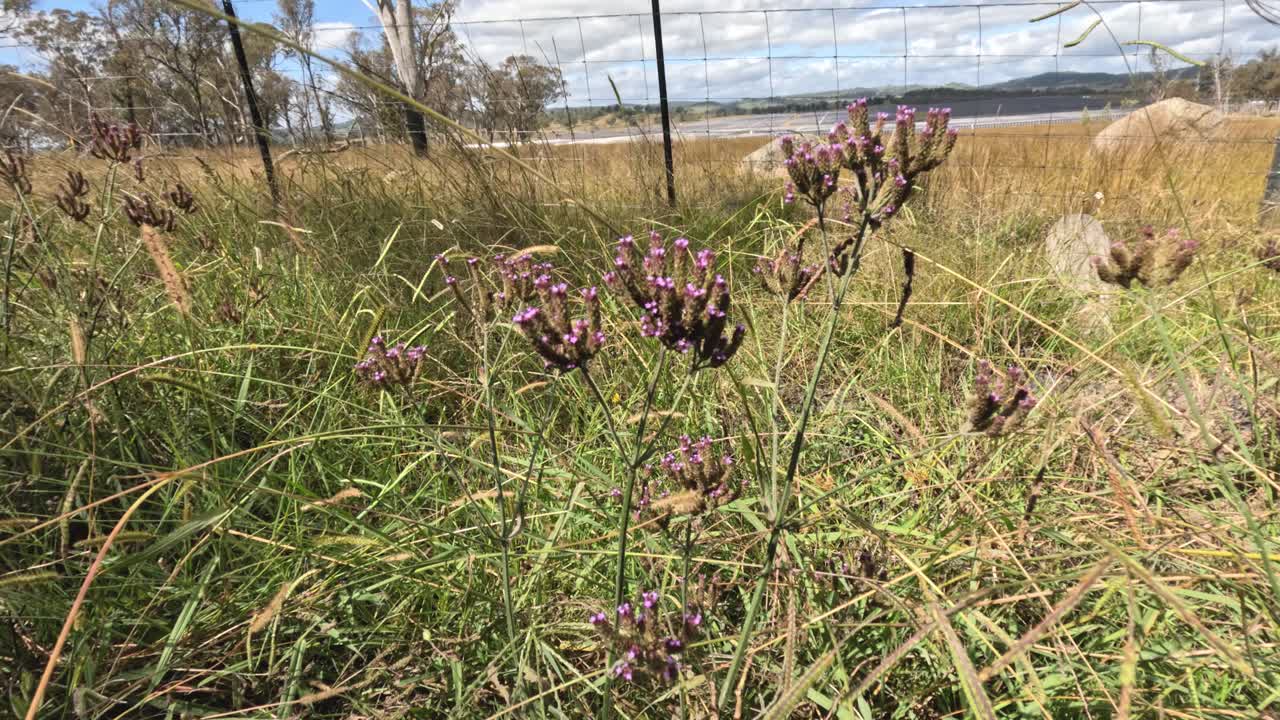 un paseo por los campos con flores púrpuras en flor.