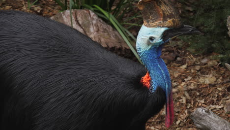 Der-Südkasuar,-Casuarius-Casuarius-Oder-Doppellappen-Kasuar,-Ist-Ein-Großer-Flugunfähiger-Schwarzer-Vogel