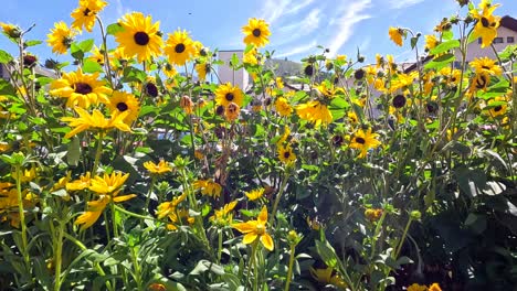 sunflowers in front of buildings and parked cars