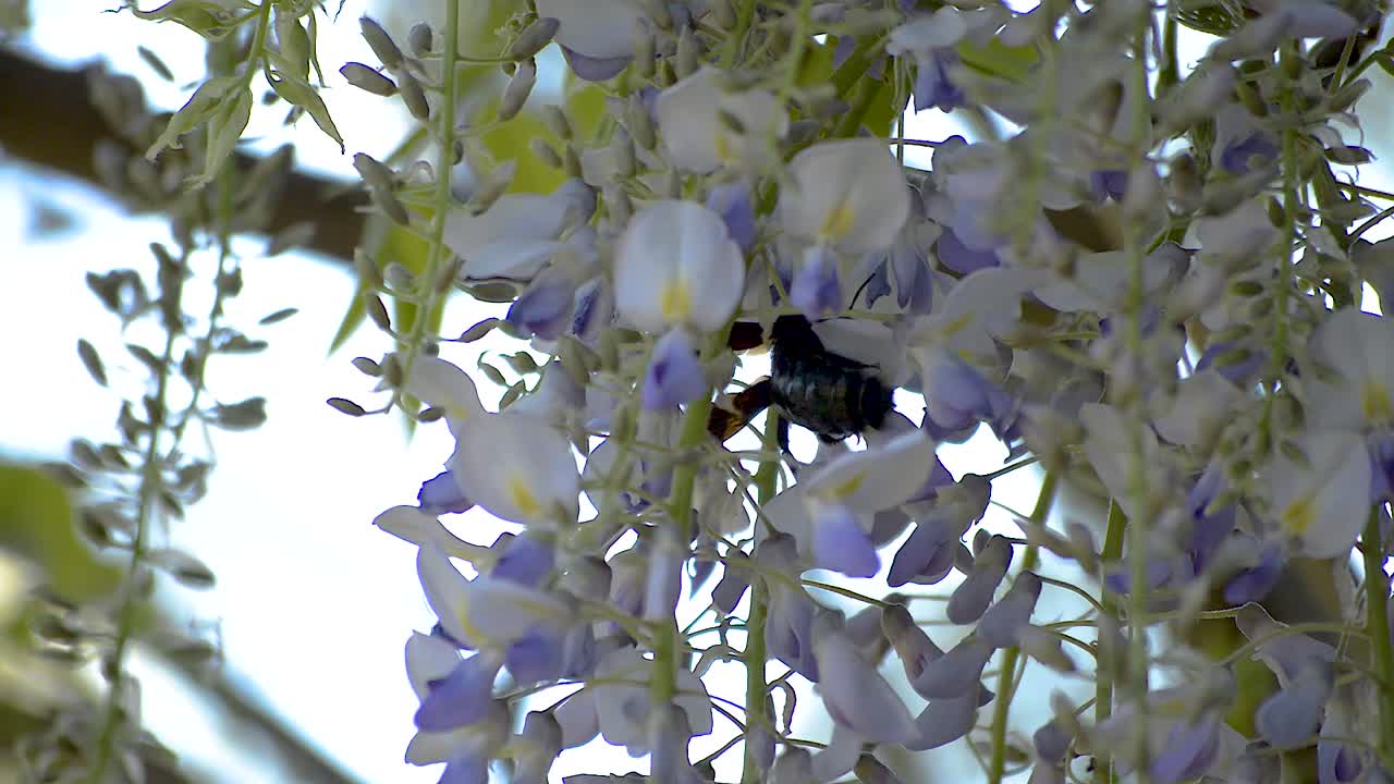 enorme abeja carpintera negra arrastrándose a través de las flores violetas de un árbol de wisteria