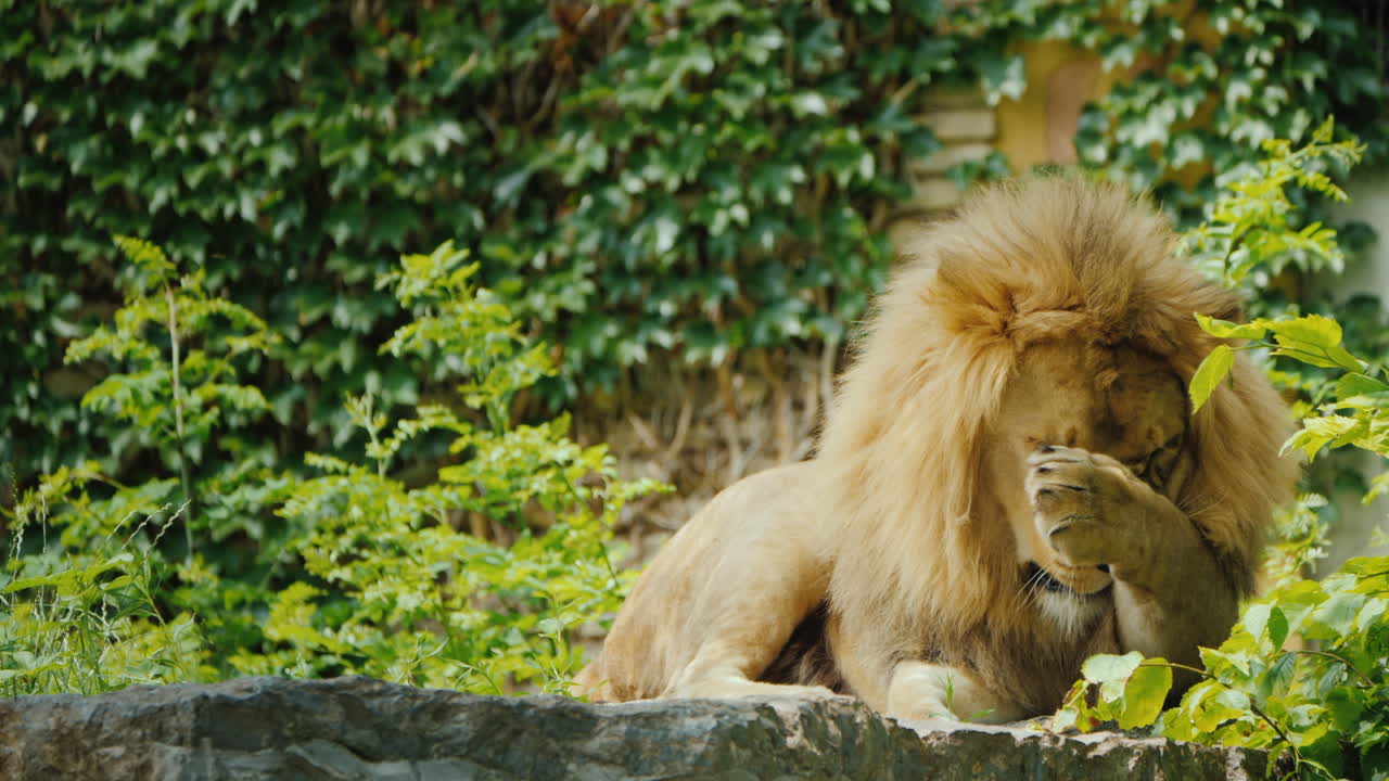 Big Male Lion Resting And Carefully Washing