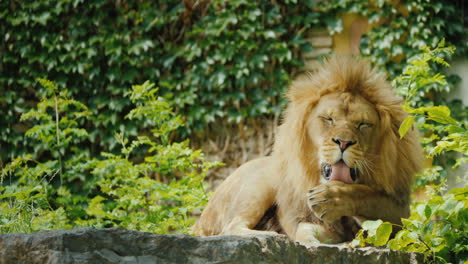 gran león macho descansando y lavando cuidadosamente