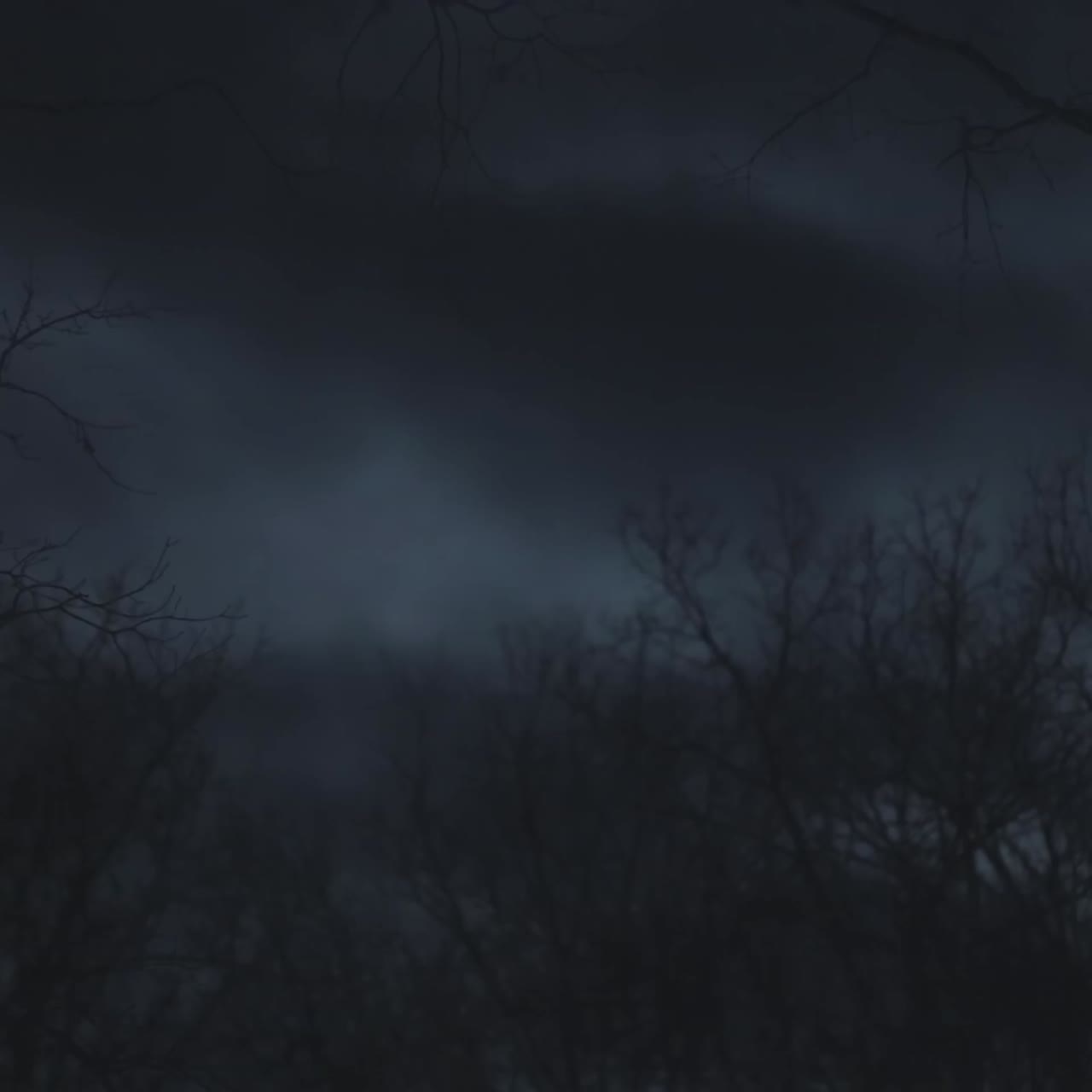 noche oscura en un bosque