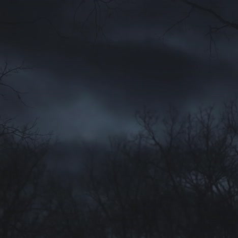 dark night in a forest