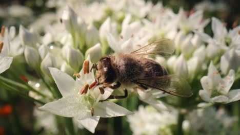 Close-up-of-honey-bee-walking-on-flower-and-looking-for-pollen