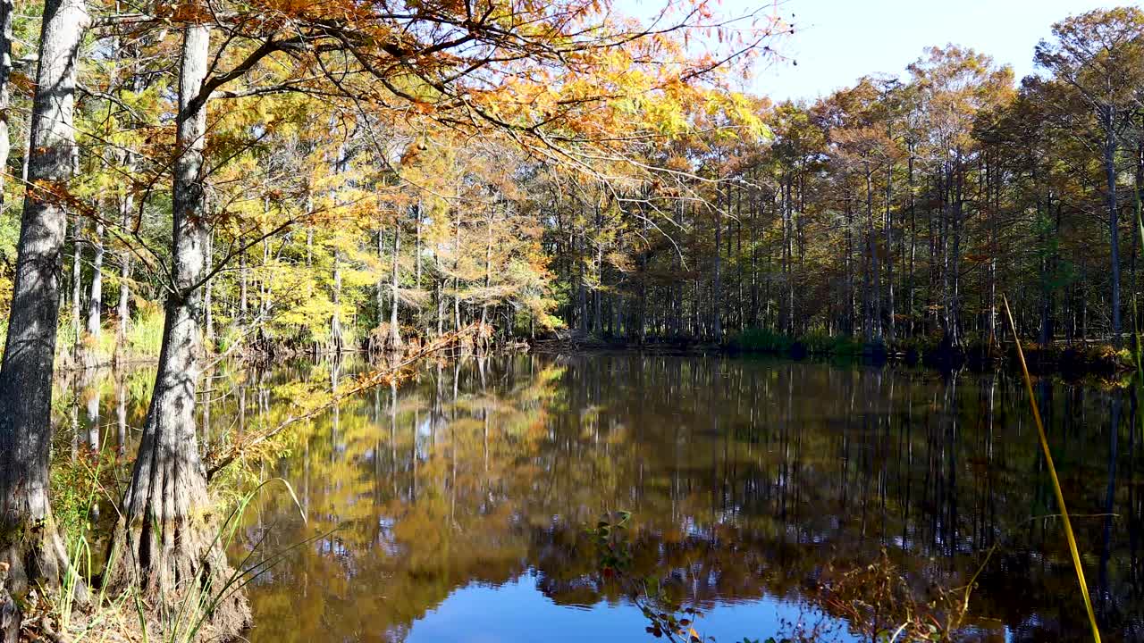 Static video of a scenic pond outside Jefferson, Texas. The pond is surrounded by Cypress trees