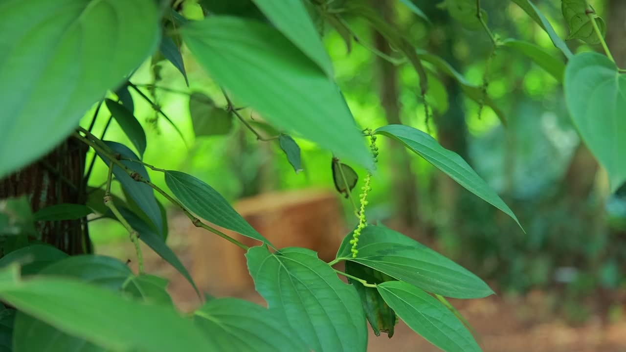 oro negro, especia medicinal, pimienta negra, especia de kerala, la especia más comercializada en el mundo, pimiento común, piper nigrum indio, asiático, color verde, planta escaladora