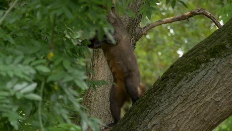 Ein-Süßer-Nasenbär-Mit-Weißer-Nase-Balanciert-Auf-Seinen-Hinterbeinen