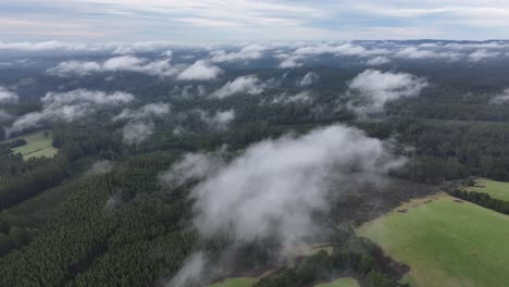 flying above beech forest through low flying white clouds victoria australia