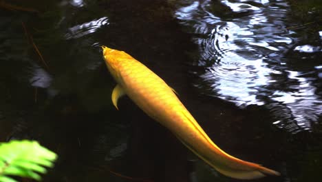 único-Pez-Koi-Amarillo-Dorado-Vibrante,-Carpa-Amur,-Cyprinus-Rubrofuscus-Nadando-Elegantemente-En-El-Estanque-Con-Follaje-Borroso-En-Primer-Plano,-Primer-Plano-De-Movimiento-Manual,-Jardín-Japonés-Oriental