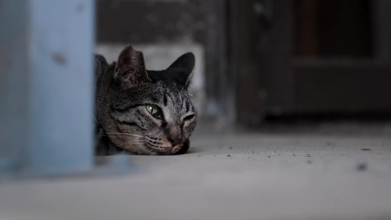 Gato de pelo cinza com olhos verdes parece entediado em 4K
