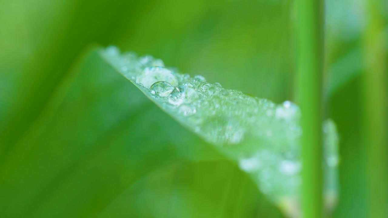 Extreme close up of fresh water droplets on a vibrant green leaf. Authentic nature scene showcasing sustainability and wellness in a minimalist style.