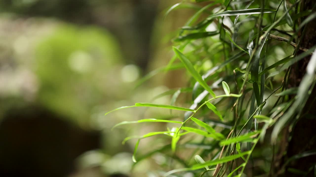 Close-up of vibrant green leaves in a sunlit forest, with soft focus background creating a serene, natural atmosphere