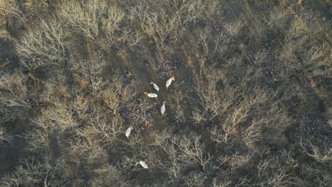 video aereo de varios oryx en un rancho en texas