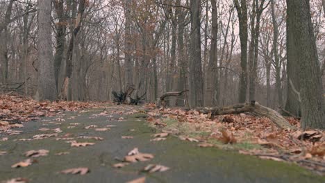 radweg wanderweg durch den laubbedeckten wald im spätherbst noch keine menschen erschossen