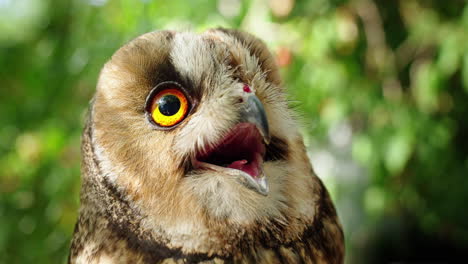 close-up of a baby owl