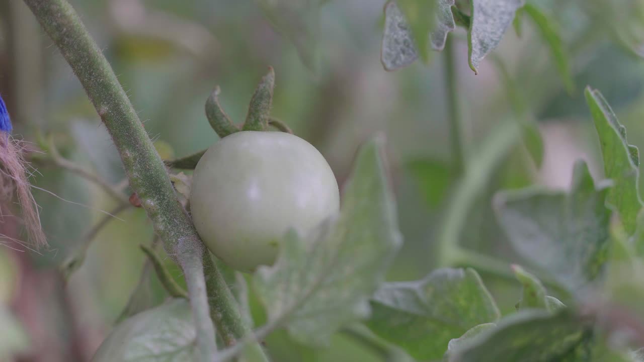 녹색 체리 토마토를 따는 농부의 손