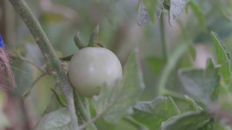 the hand of a farmer picking a green cherry tomato